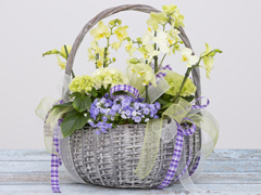 Spring basket