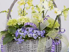 Spring basket