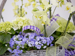 Spring basket